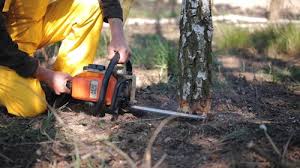 Lawn Watering Services in Lynnwood, WA