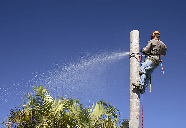 How Our Tree Care Process Works  in  Lynnwood, WA
