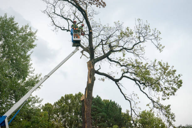 Tree and Shrub Care in Lynnwood, WA