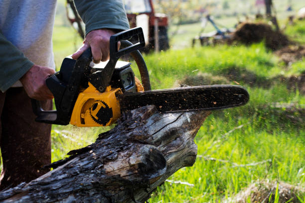  Lynnwood, WA Tree Care Pros