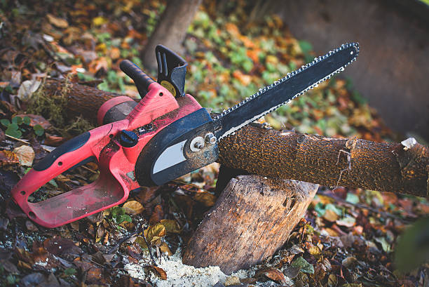 Best Commercial Tree Services  in Lynnwood, WA