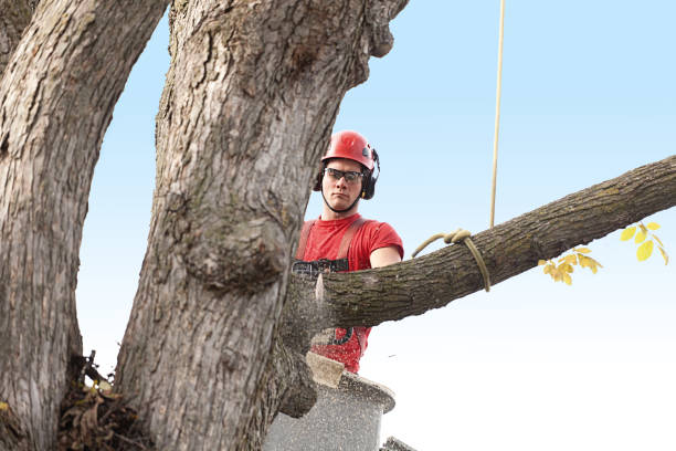 Professional Tree Care in Lynnwood, WA