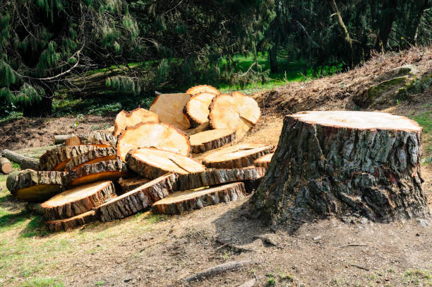 Best Tree Maintenance Programs  in Lynnwood, WA